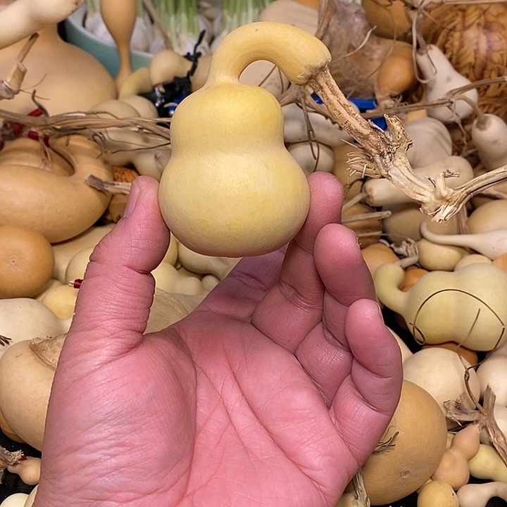 z****7精品葫芦手把葫芦21