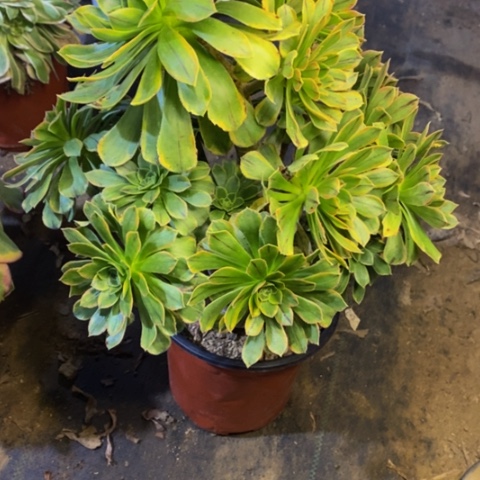 虞姬多肉植物3021