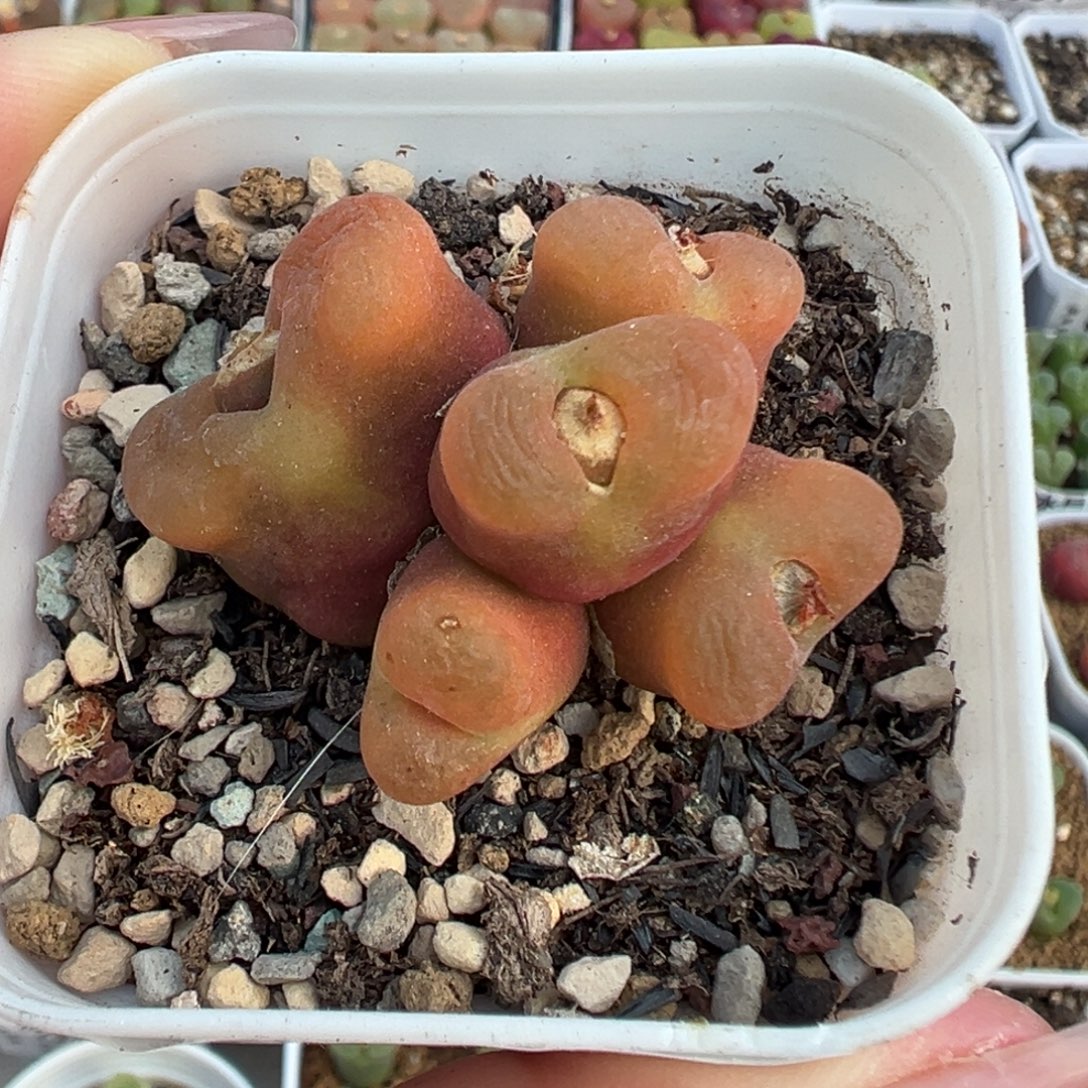 077水蜜桃带盆土发货