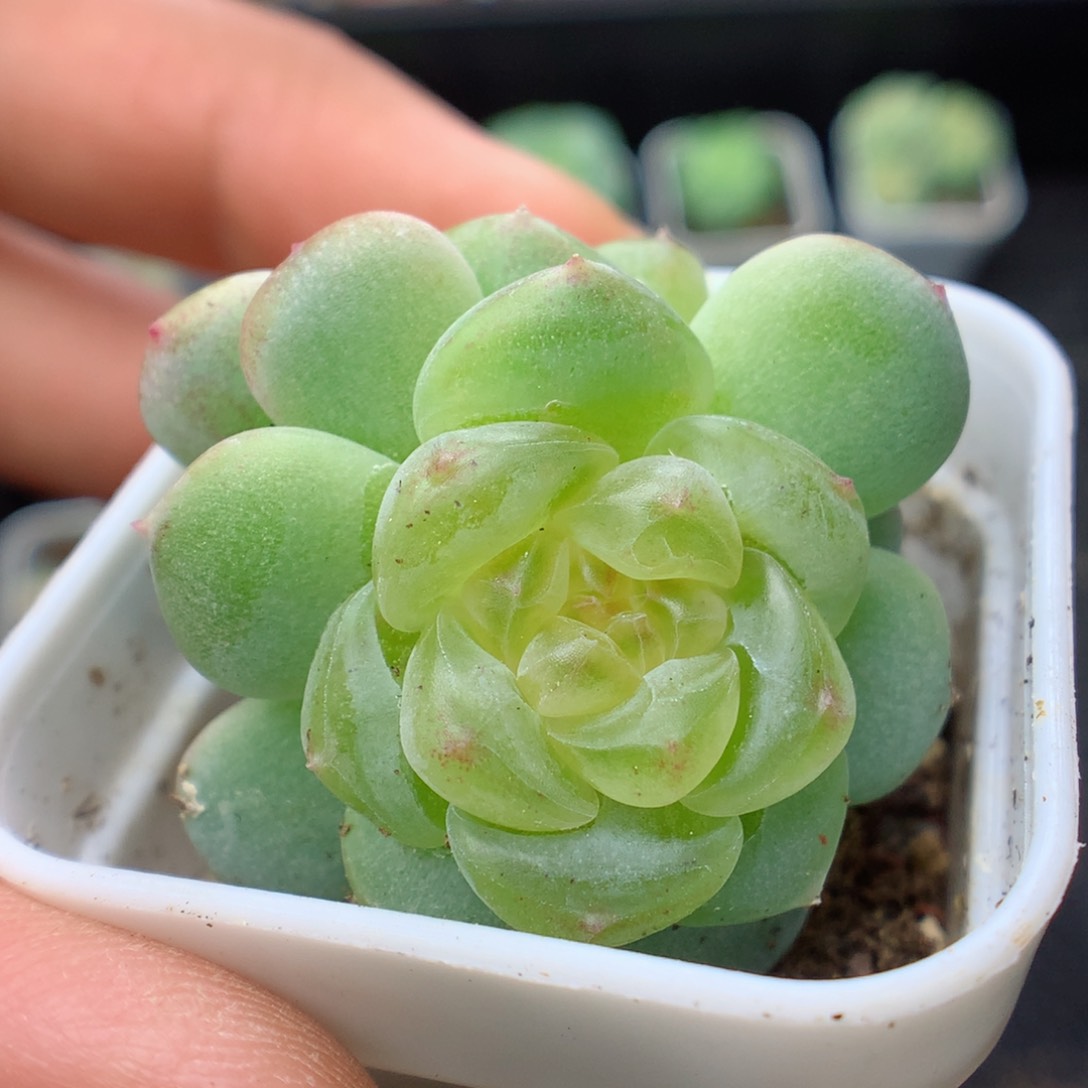 多肉植物。 甜心6