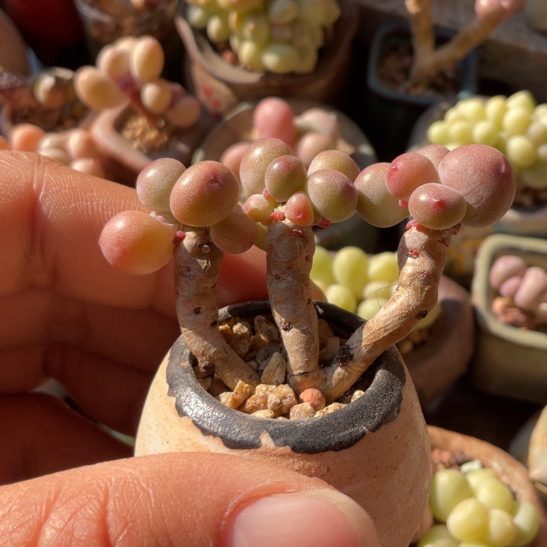 苹果奶一个老庄一个