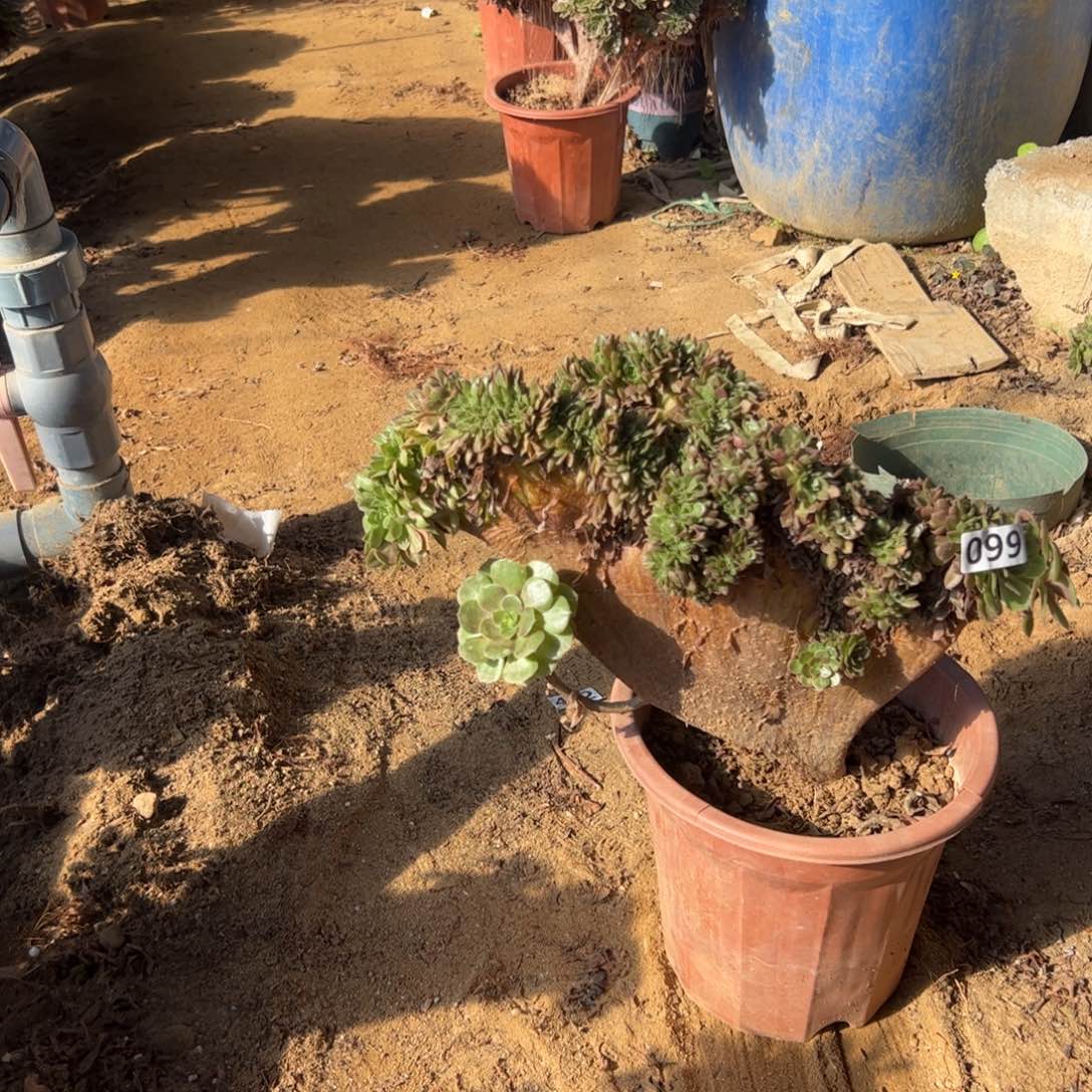 有伤万缀099官府35