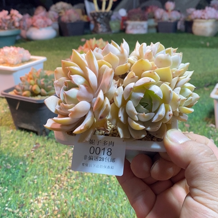 0018啊啊啊啊啊啊啊啊啊啊啊