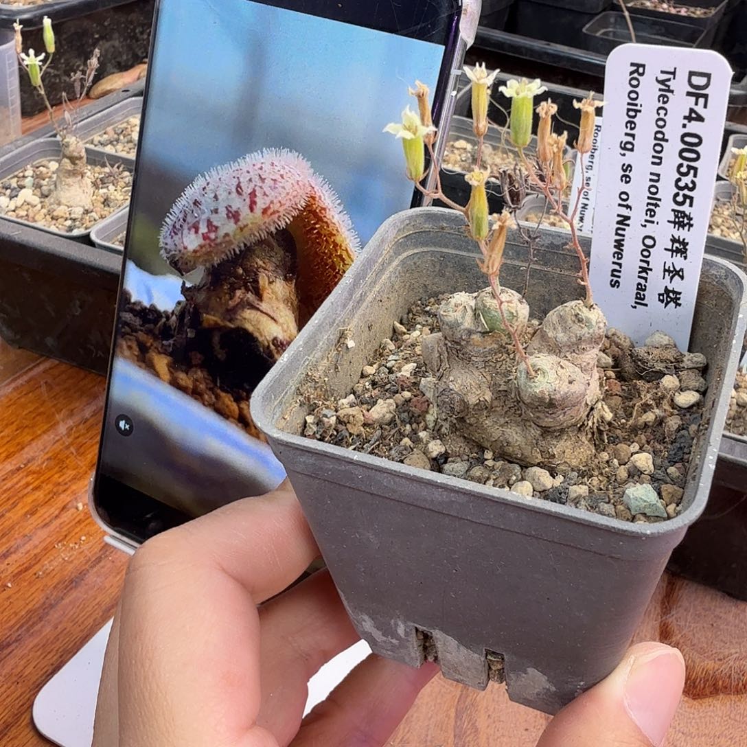 薛辉圣塔奇峰锦带7cm盆