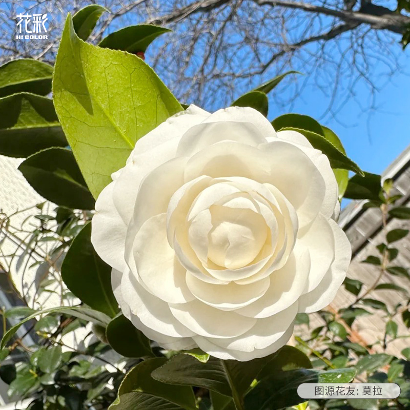 【直播特惠】花彩山茶花茶梅盆栽阳台庭院花园多年生耐寒花卉植物