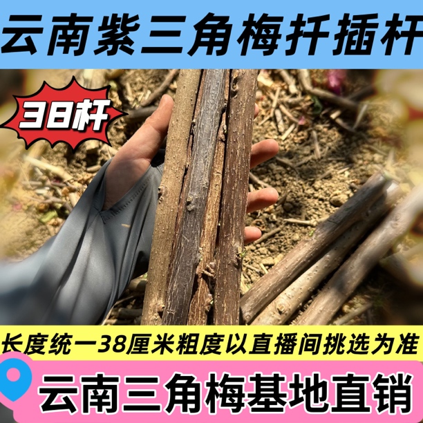 38厘米长云南紫扦插杆无土无花无叶枝干破皮正常介意勿拍