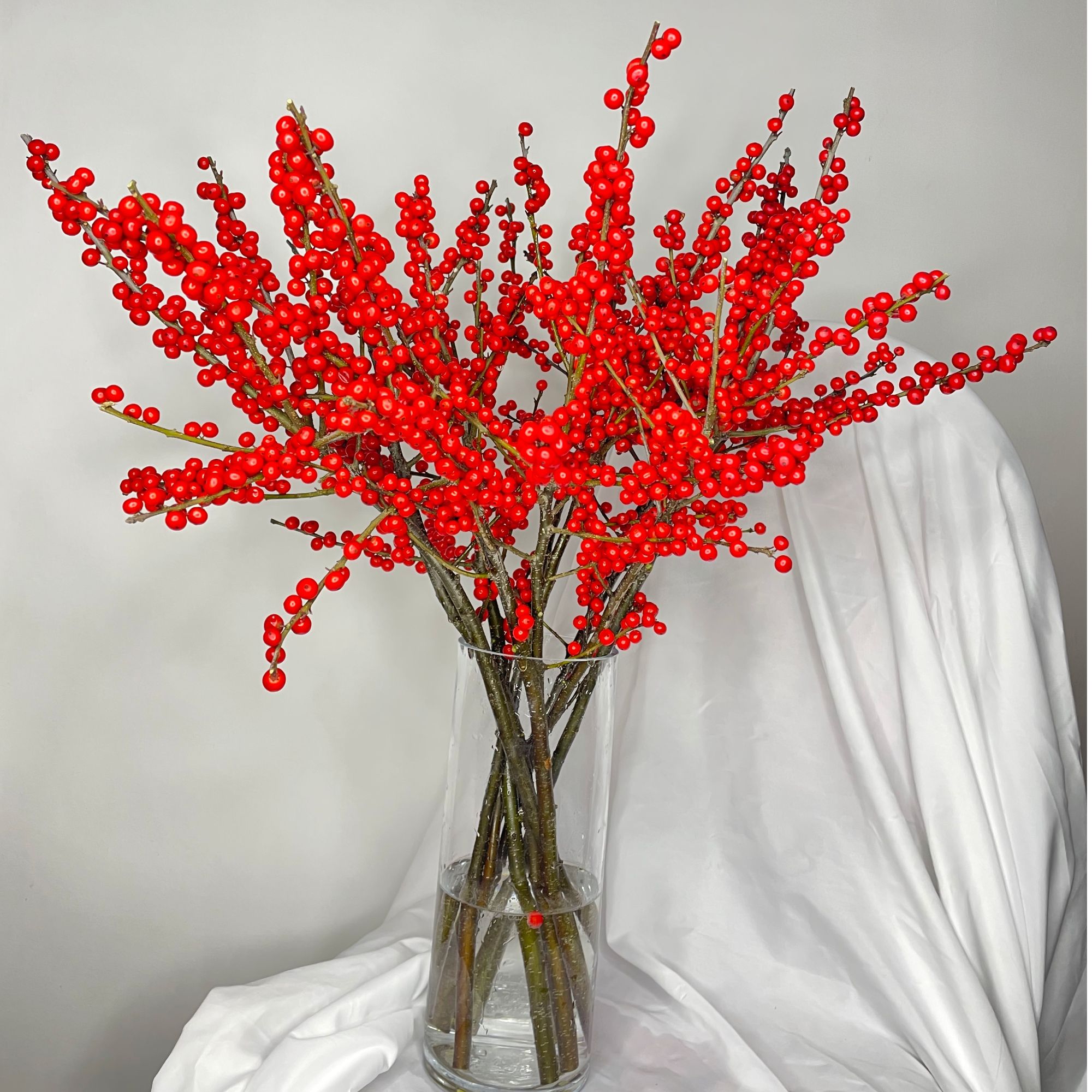 【A级北美冬青50-60厘米】高端年宵花北美冬青发财果