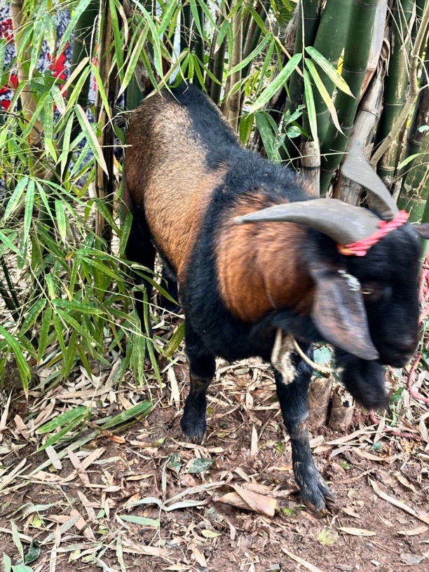 羊肉农村放养吃草土山羊，百草山羊肉，绿色健康