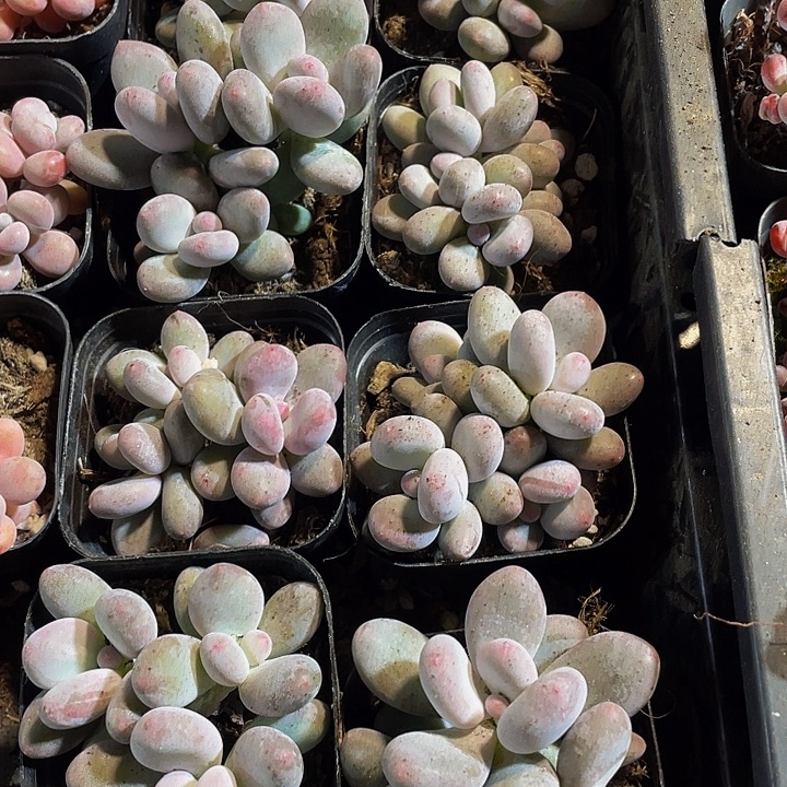 三头桃美人带哦土发