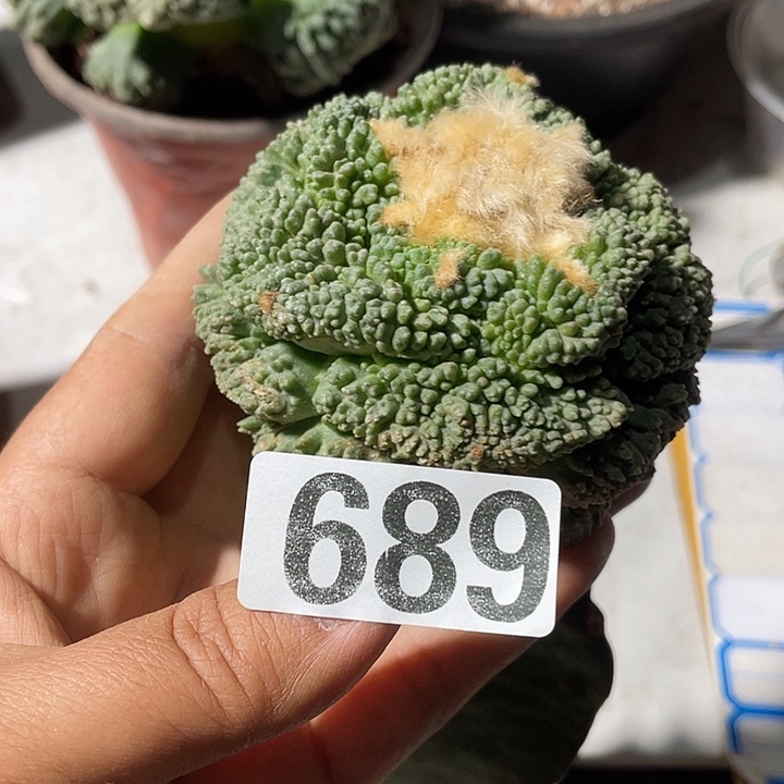 三脚架接689号蜜柚牡丹一颗