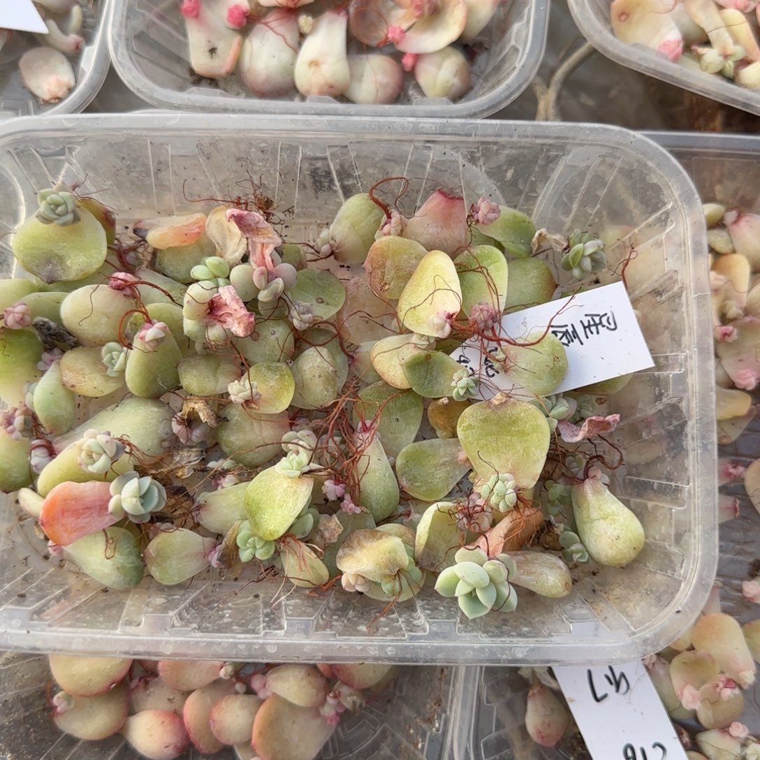 3个星辰珍妮芝麻穴满25包邮