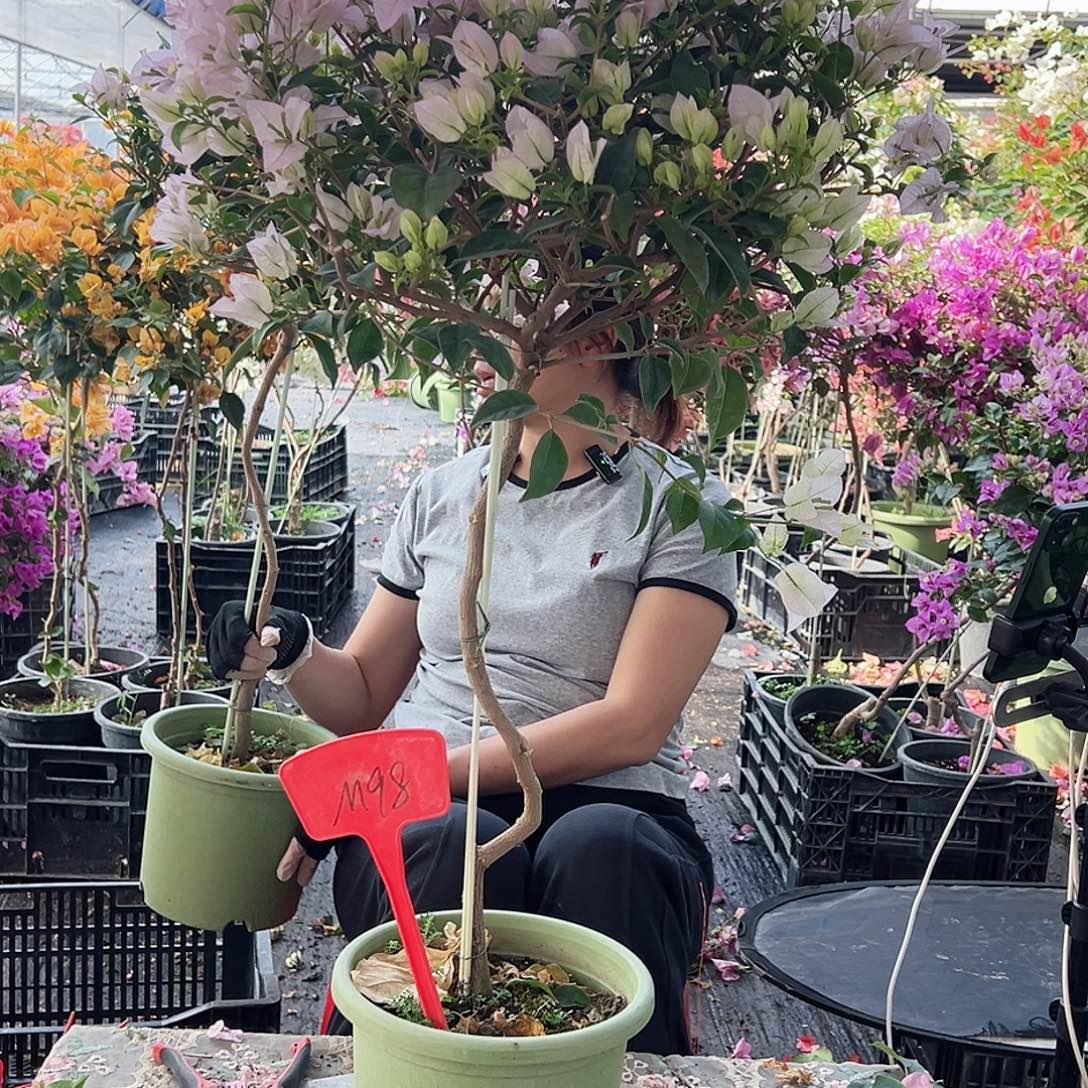 幸***运大部分花苞少量开放M98