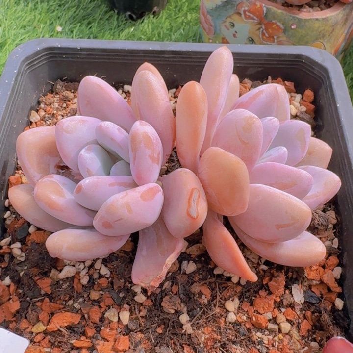 粉兔老桩一物一拍