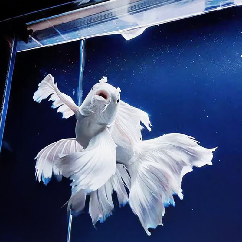 《新奇宠物》精品普身大鳍大尾蝴蝶鲤，直播有增艳灯效果，录开箱视频