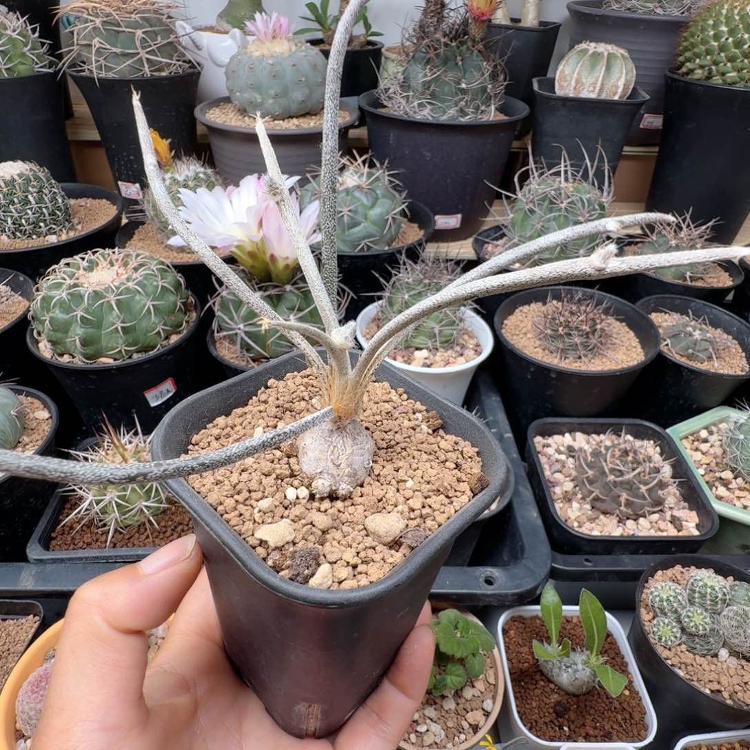 实生美杜莎脱土发货