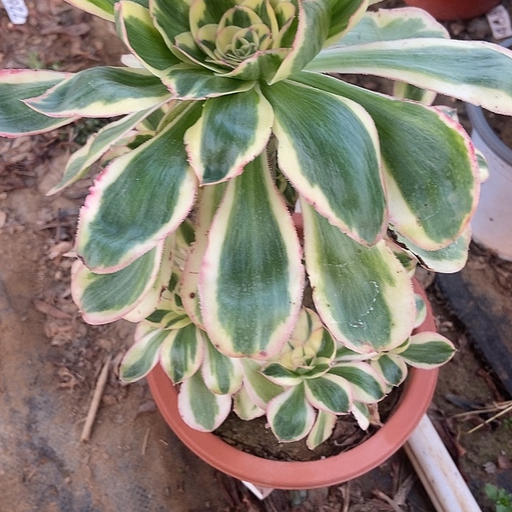 大*心燕姿锦921多肉不包断