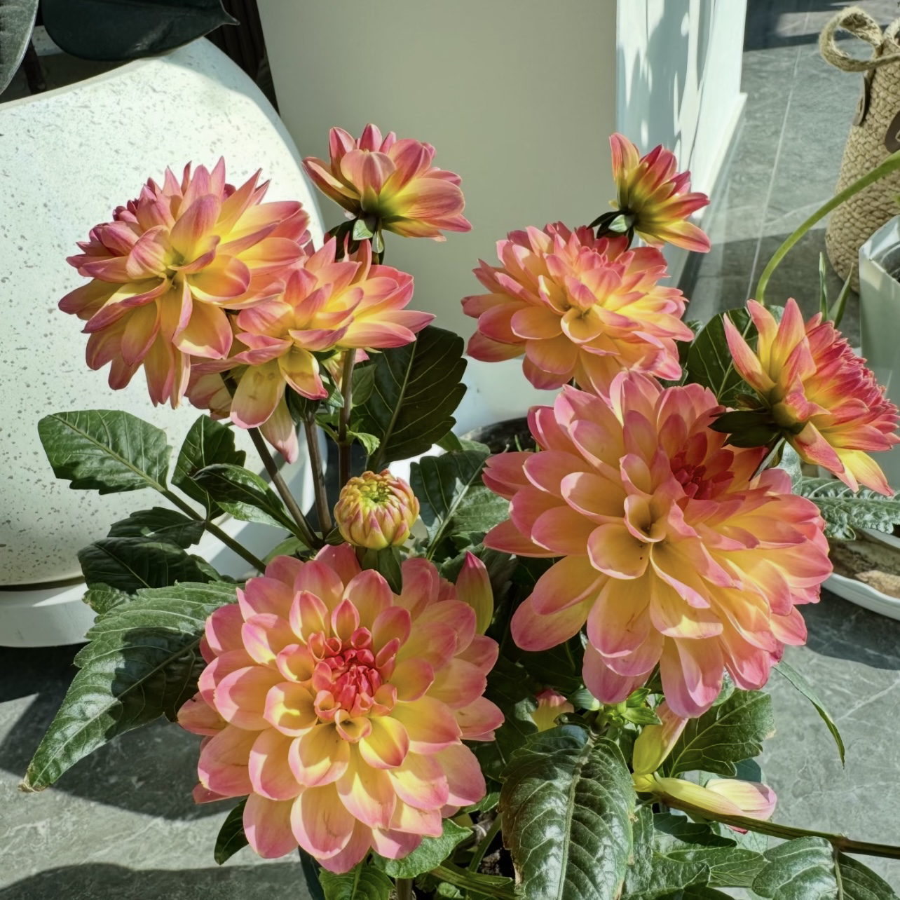 夕霞大丽花盆栽露台庭院花卉植物多年生好养护