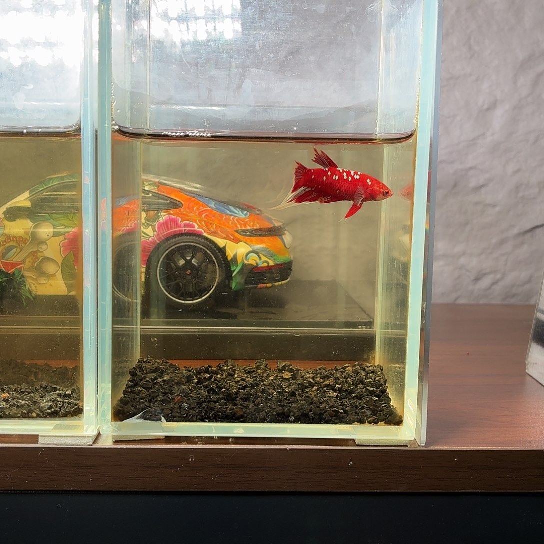 斗鱼彩金半月母鱼