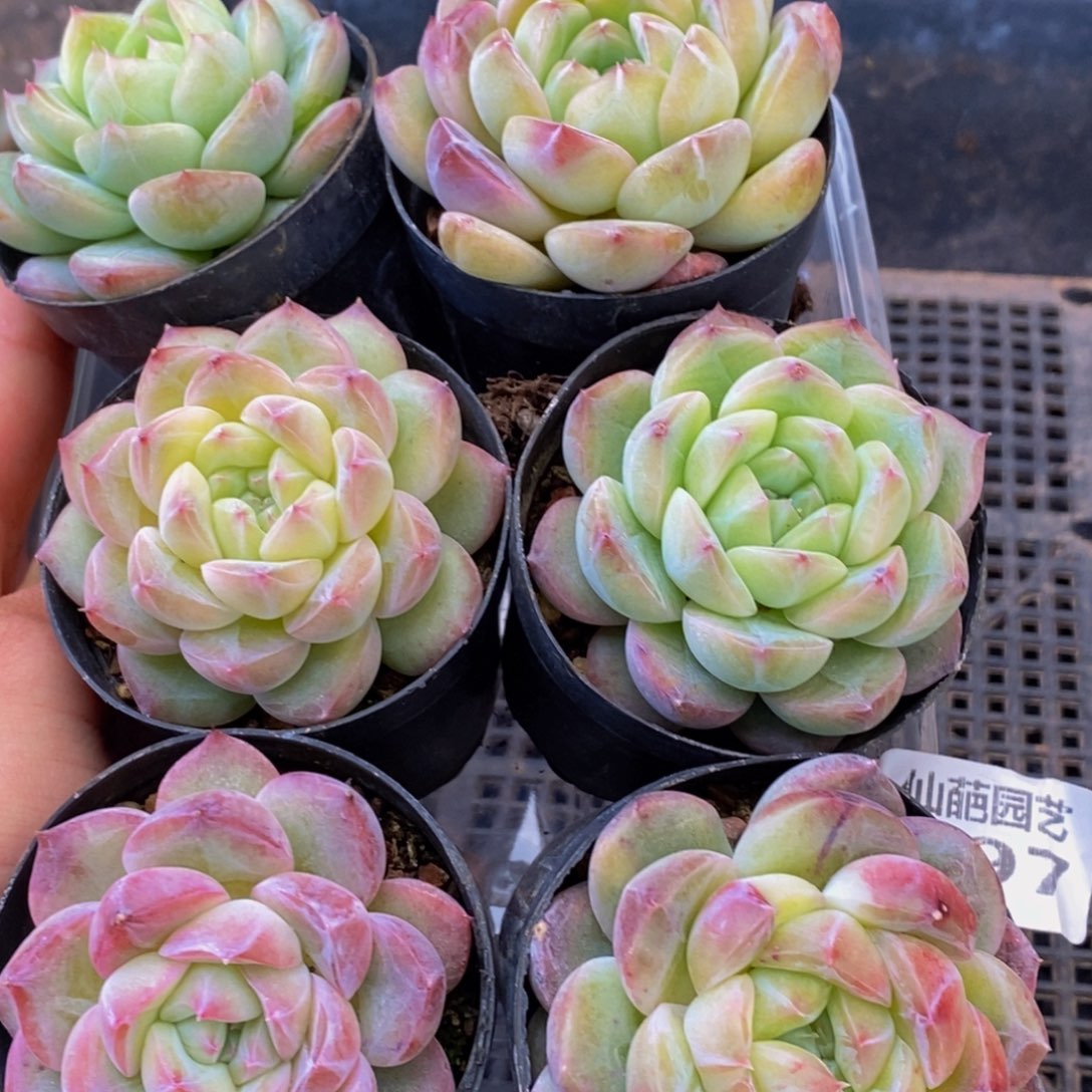 997多肉植物保护研究所所长助理