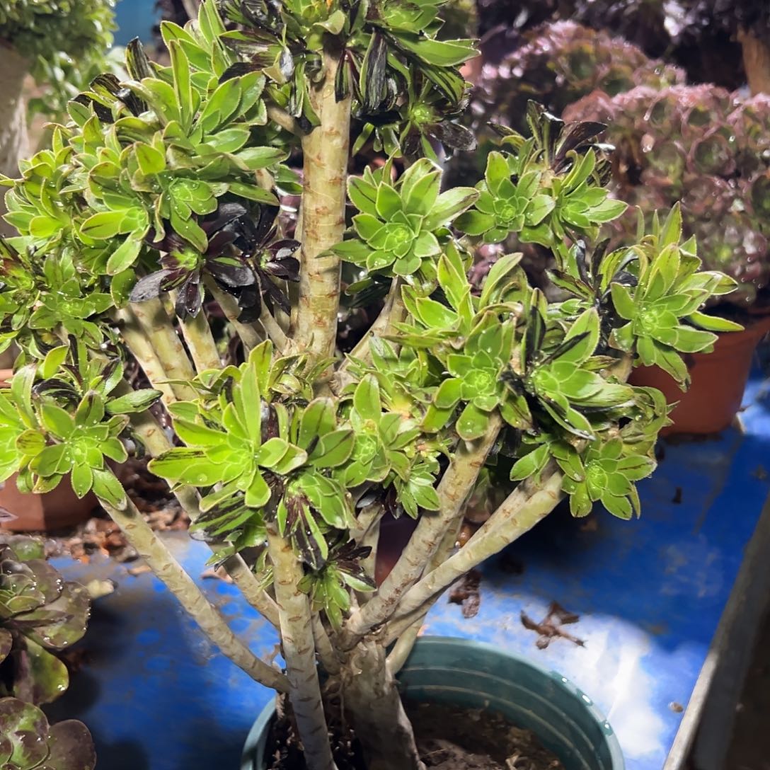 多323肉植物水墨母本