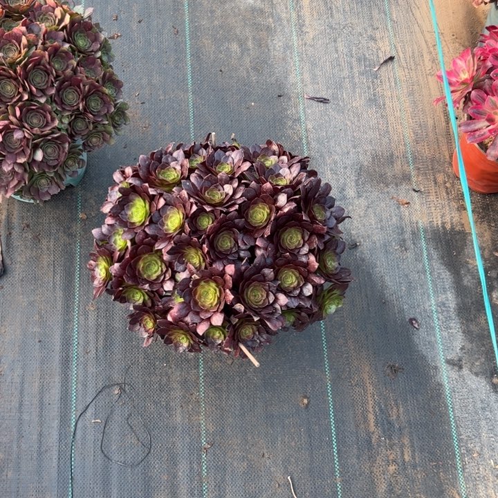 29赤多肉多肉多肉多肉