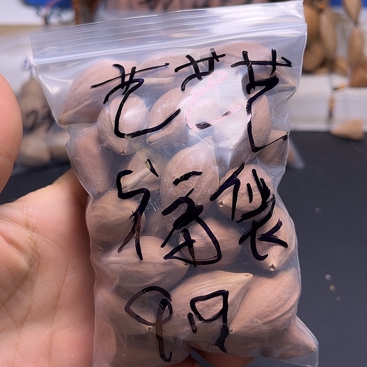艺***艺手串/手链橄榄核1112