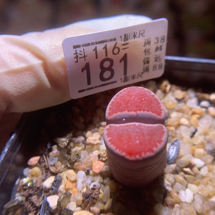 精品生石花116.181高特