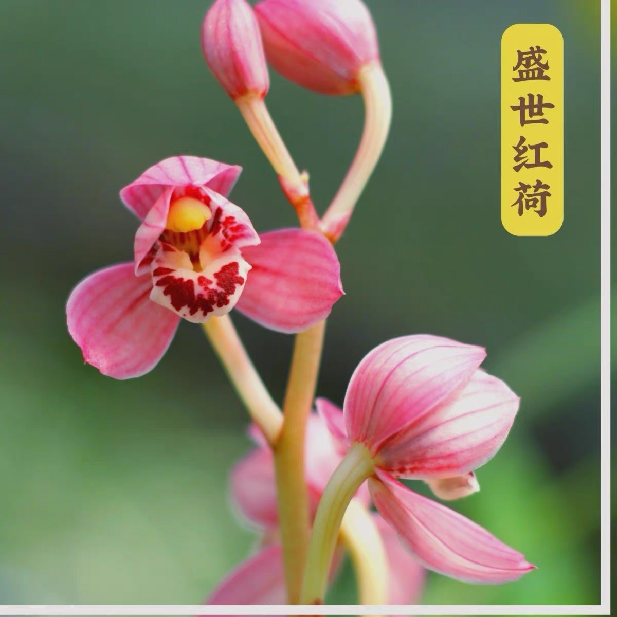 【盛世红荷】建兰转色花代表 经典浓香 四季勤花室内花卉