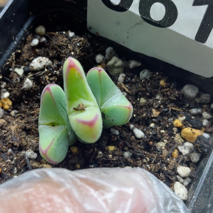 061大枪少将3头群脱土