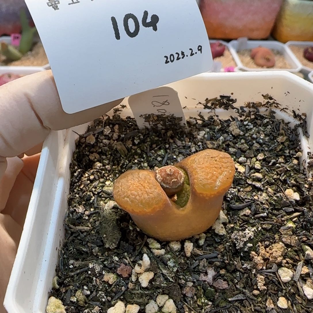 多肉多肉多肉2.9-104