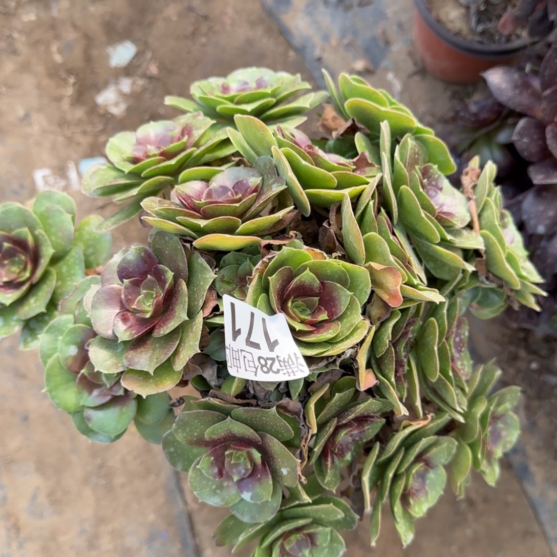 玫瑰多肉171满28包邮断枝不包瑕疵