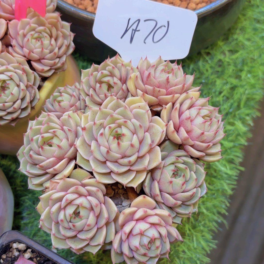 睿***园云南金致家精品多肉