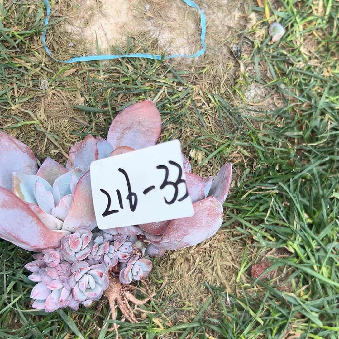 大*李216-33奶茶多头多肉