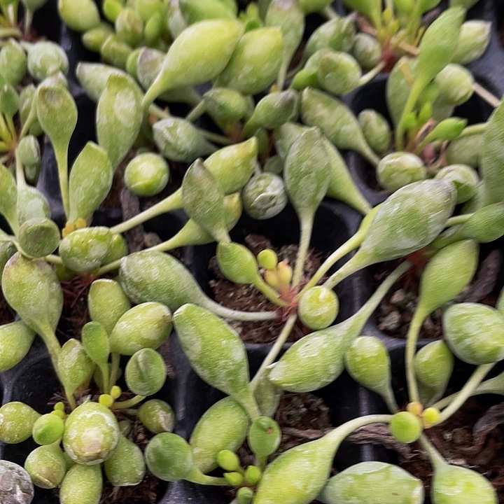 小鼓锤水泡1元带土发货