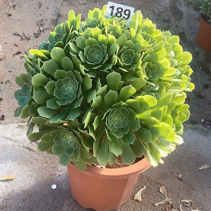 法师植物12345678