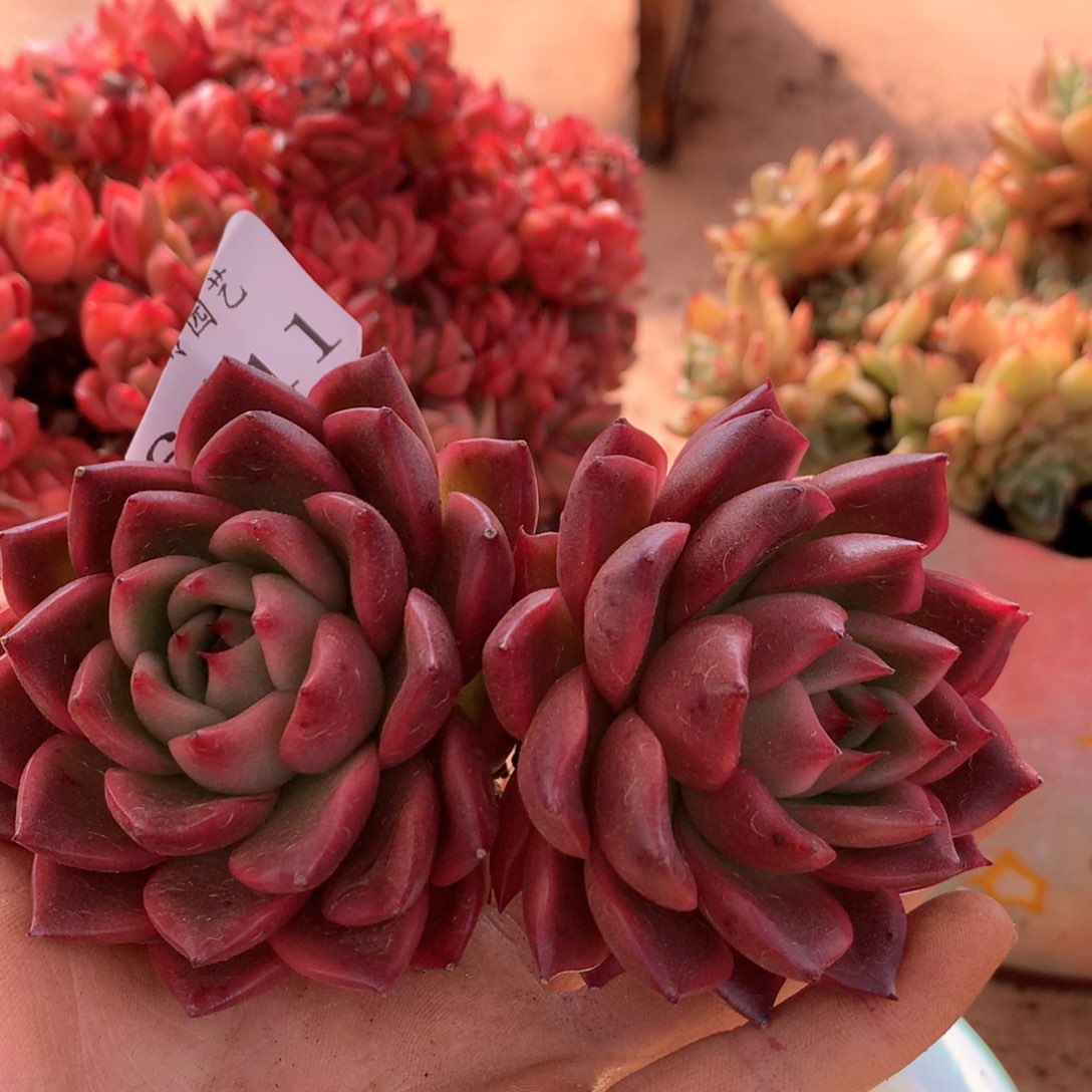 6811杂交多肉植物