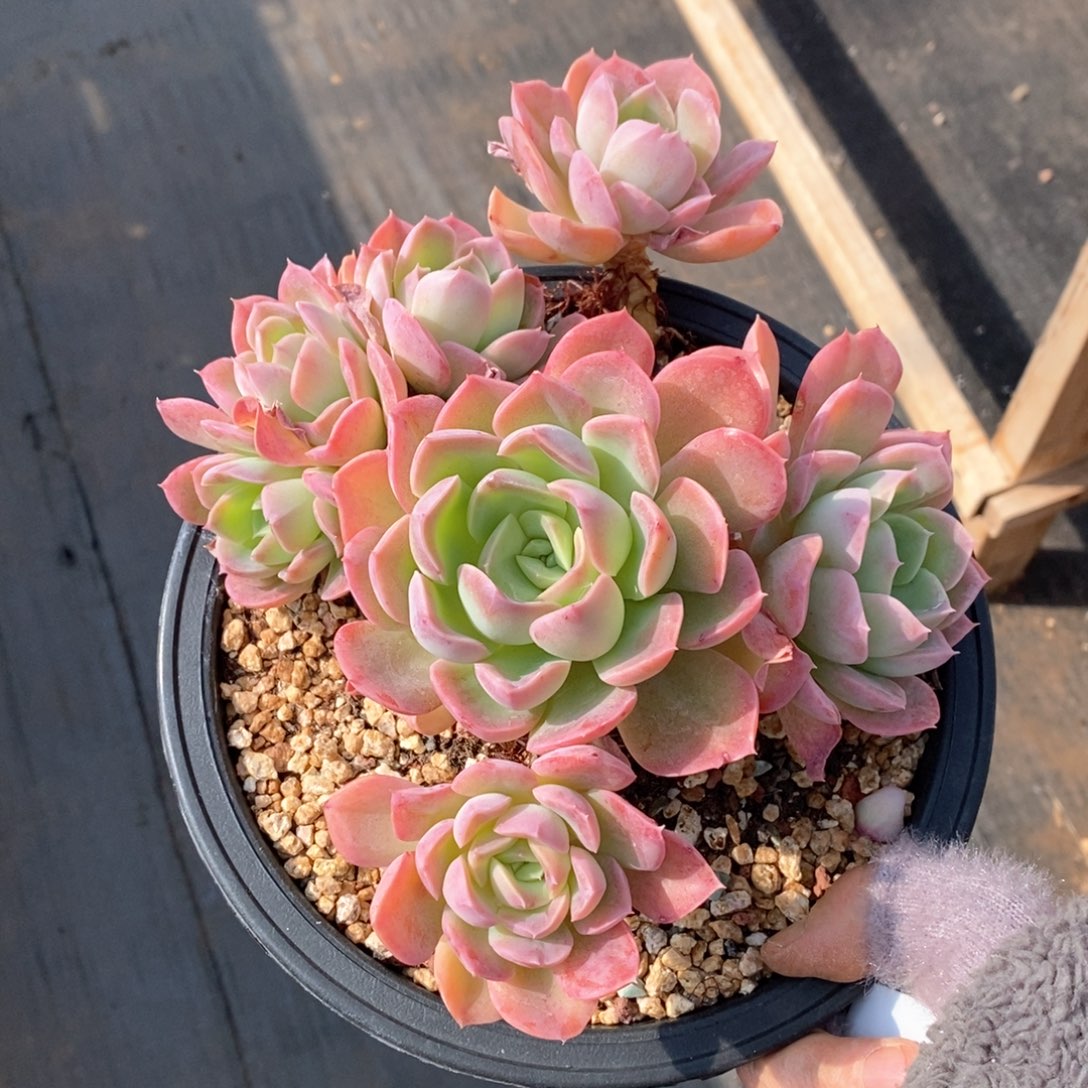 精品多肉一物一拍不包整446