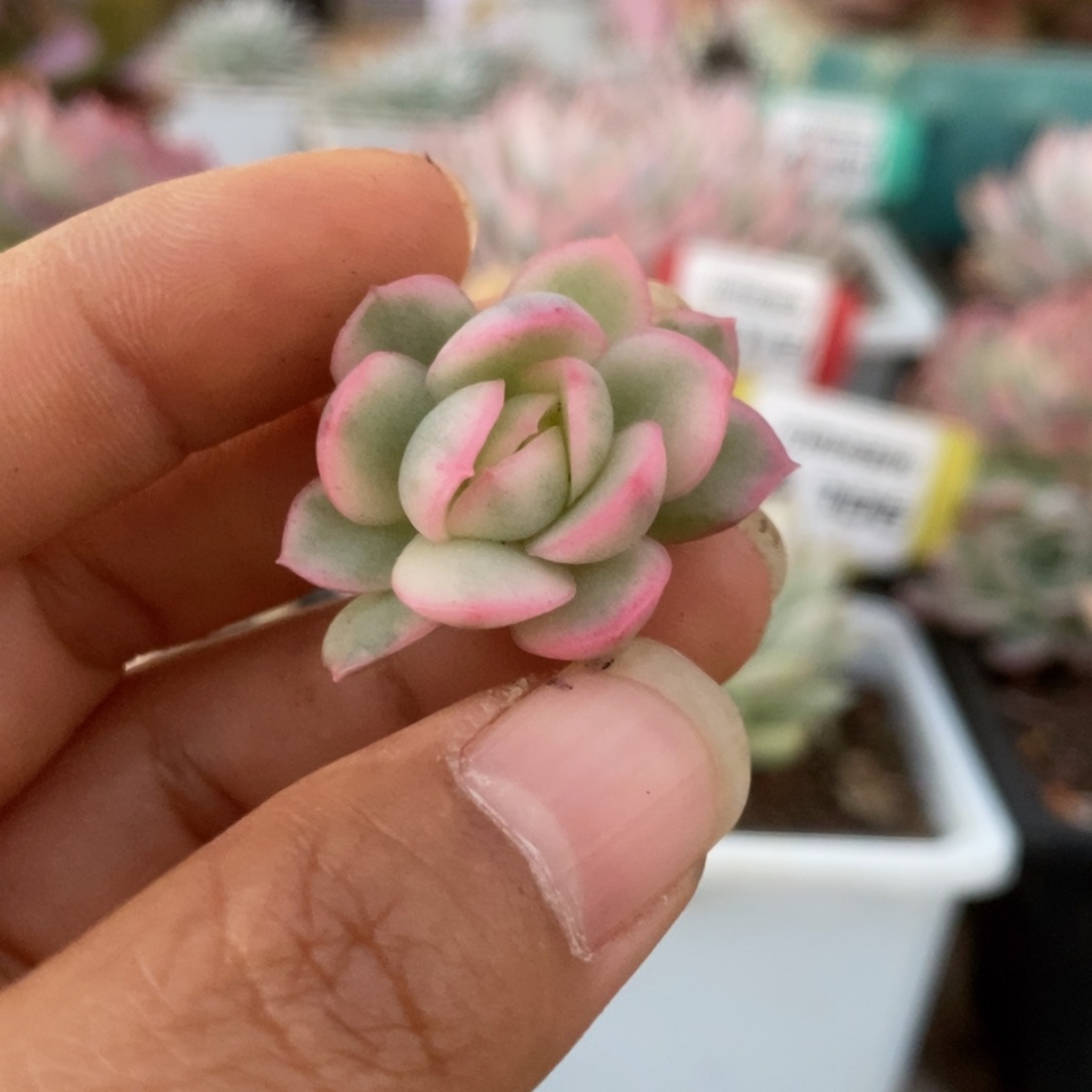 19黄玫瑰侧芽锦锦锦锦锦