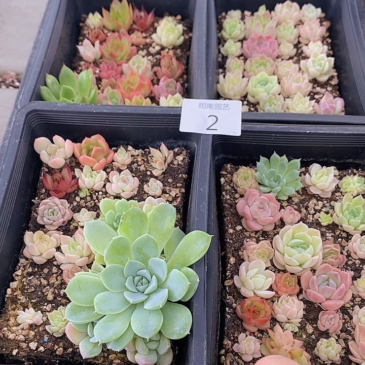 2 多肉植物盆栽花卉