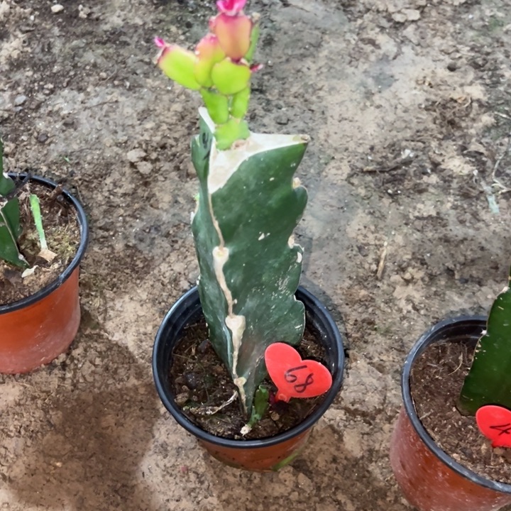 秋***芳当前无花栽培后可以开花037  68