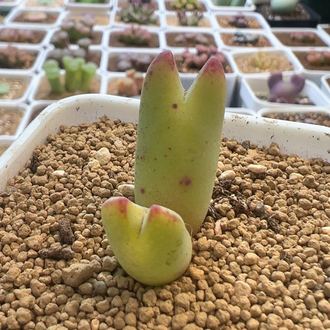 黄体猫耳将 肉锥植物