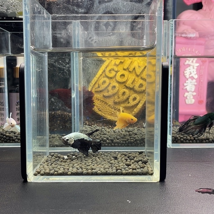 斗鱼36号924早黑武士