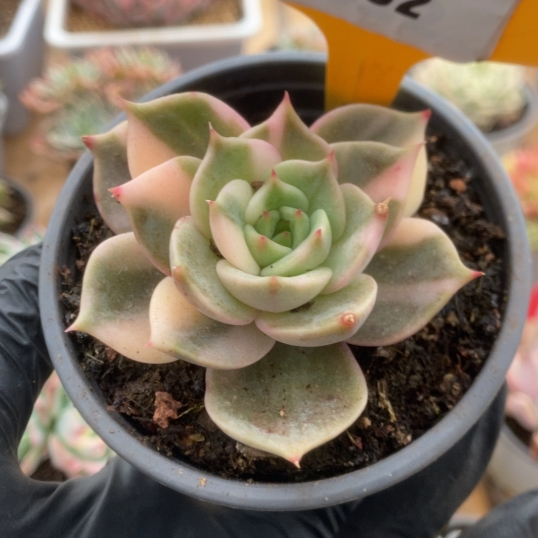 532贝加尔湖锦锦锦锦锦锦