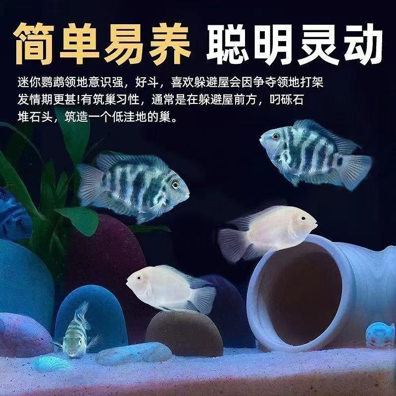 迷你鹦鹉鱼繁殖组配对成功白金宝蓝成鱼热带种公母精品