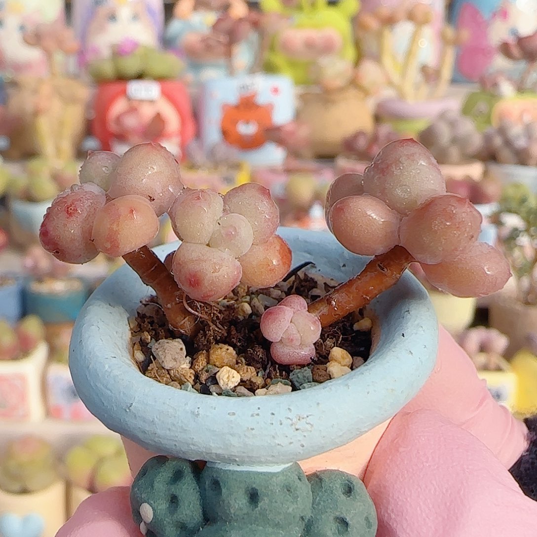 迷你彩虹奶 盆口2cm