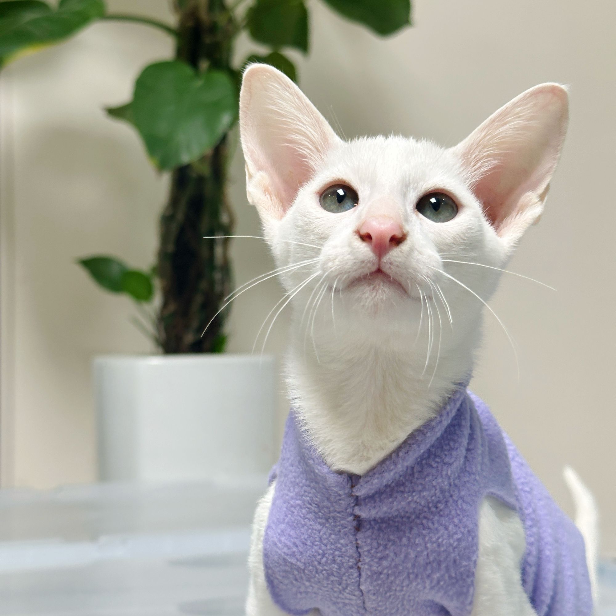 来了姊妹-纯白东短猫-弟弟-A13