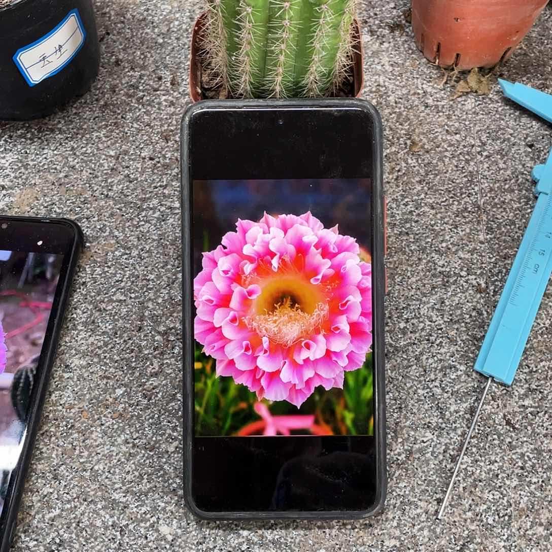 平****)云羽自根球5公分以上