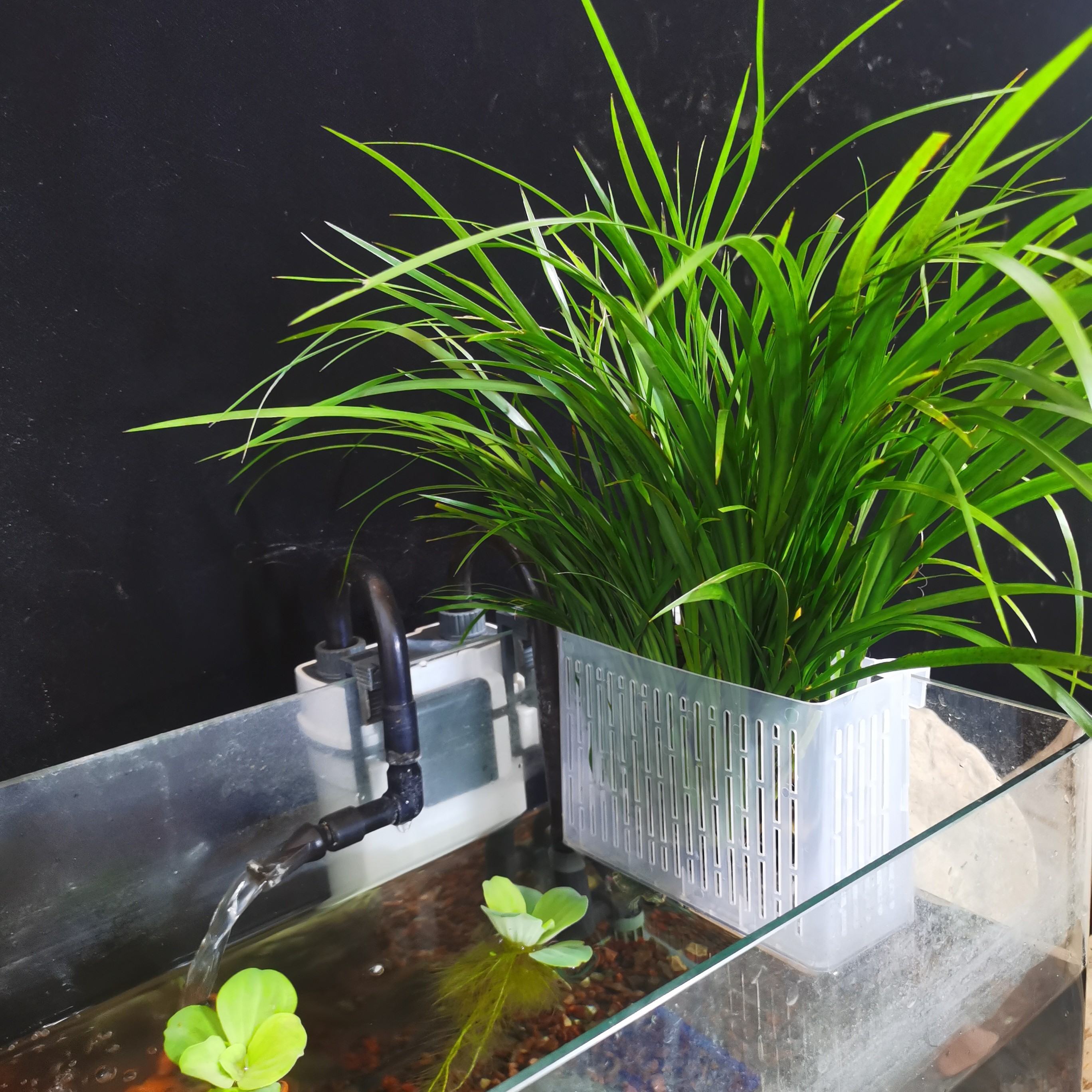 石菖蒲水生植物水培土培绿植鱼缸造景龟池假山微景观植物四季常青