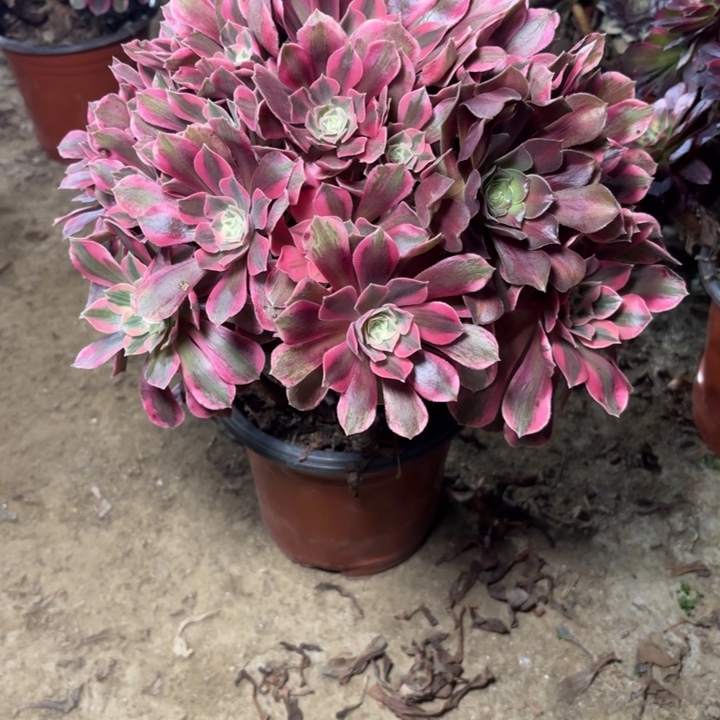 ，***多肉植物法师女妖15