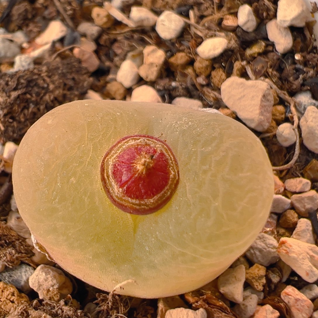 41多肉植物百科知识